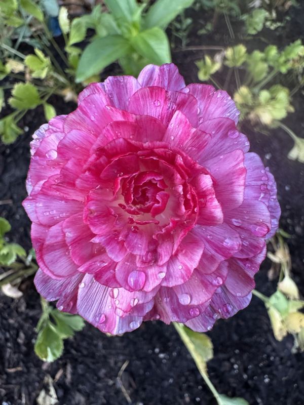 Ranunculus from the a.m. blooms garden