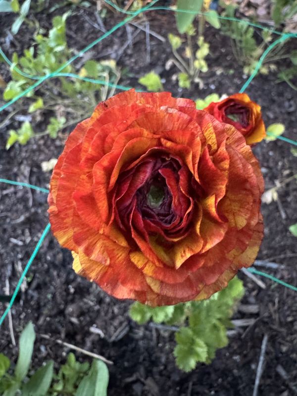 Ranunculus from the a.m. blooms garden