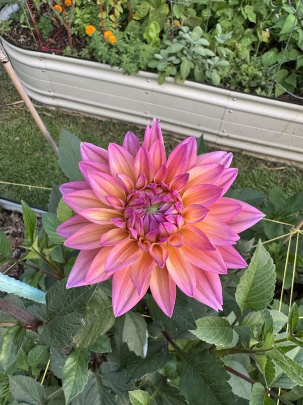 A pink dahlia from the garden