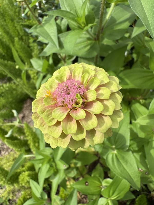 Queen Lime zinnia from the a.m. blooms garden