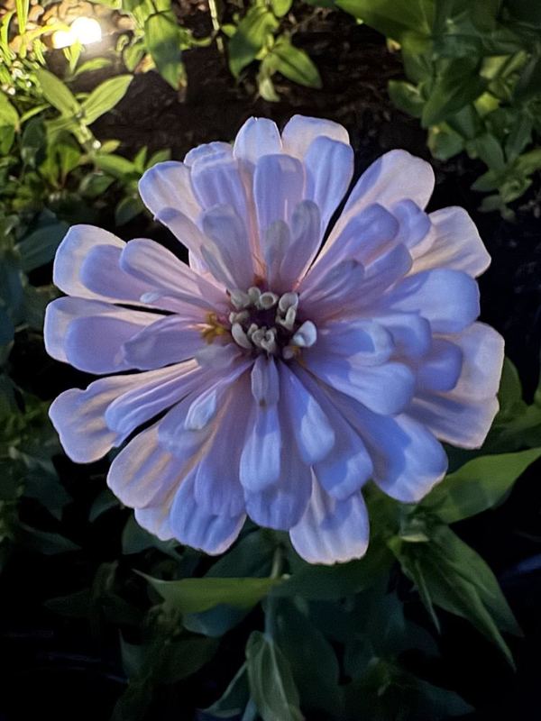 Dahlia from the a.m. blooms garden