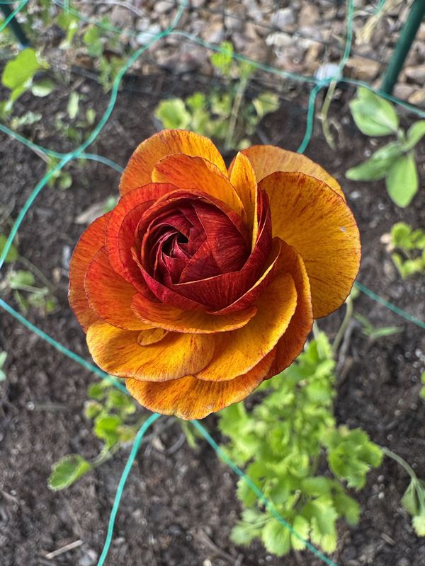 Ranunculus from the a.m. blooms garden
