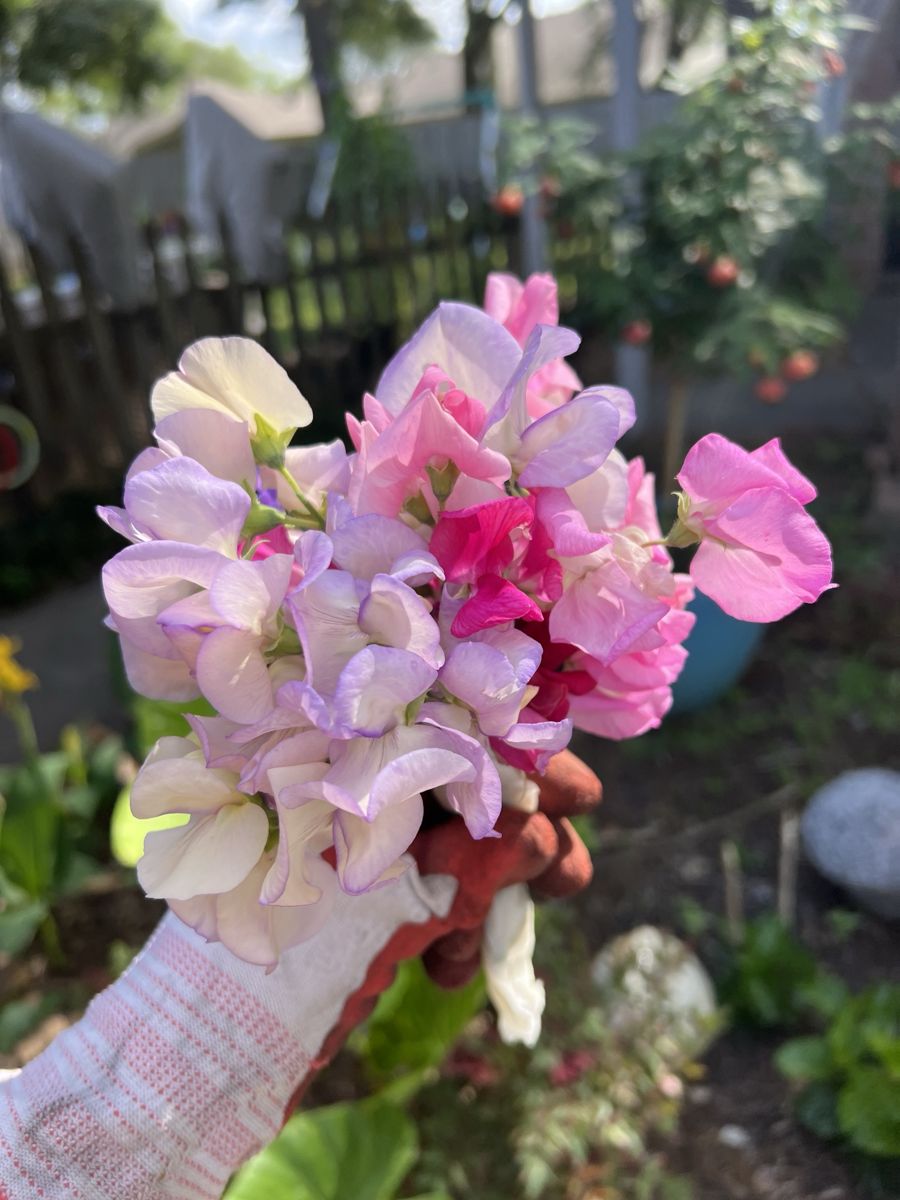 A gloved hand holding a bunch of pink, lilac and cream sweet peas in the garden
