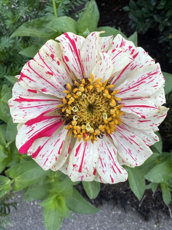 Striped zinnia from the a.m. blooms garden