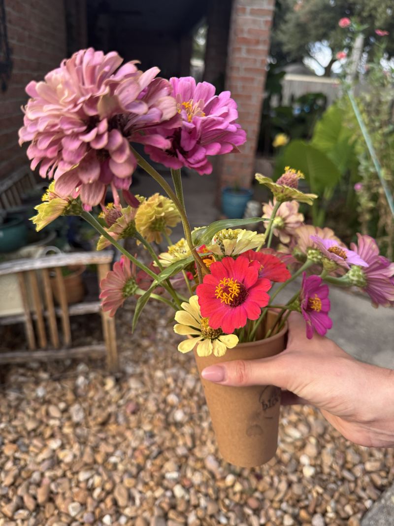 A cup of mixed zinnias ready for a pop-up